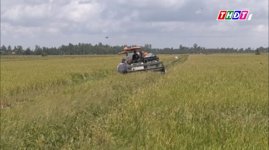 Đồng Tháp giá lúa tăng nông dân phấn khởi