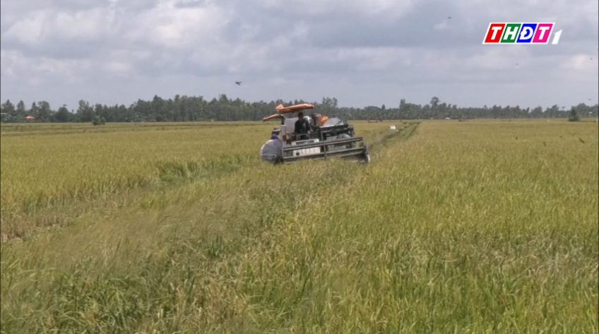 Đồng Tháp giá lúa tăng nông dân phấn khởi
