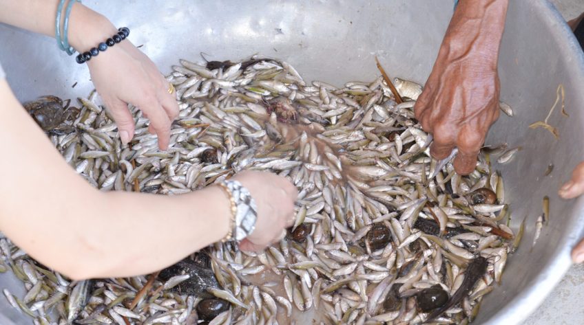 Giá cá linh giảm hơn một nửa so với đầu mùa
