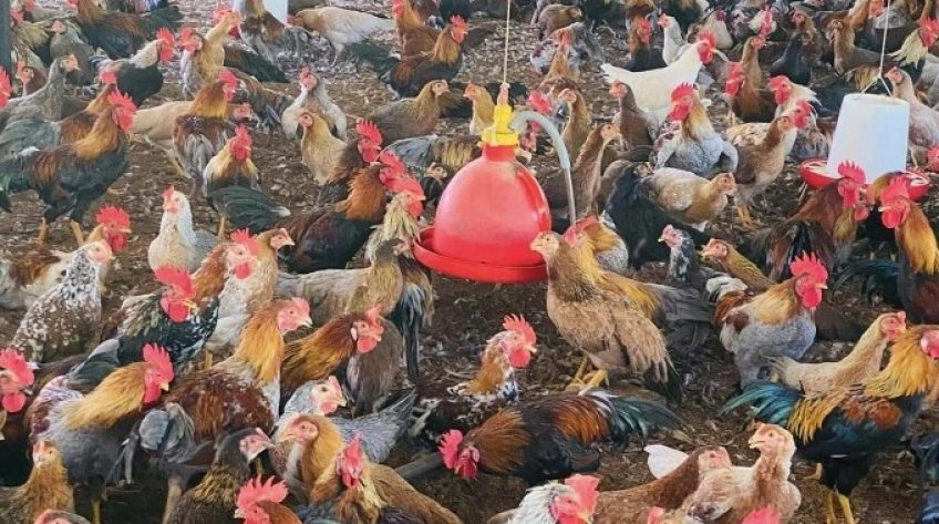 Giá gà và trứng lao dốc, người nuôi lỗ nặng
