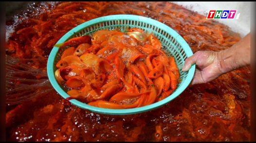 Chợ cá chép lớn nhất TP.HCM tất bật ngày cúng ông Táo