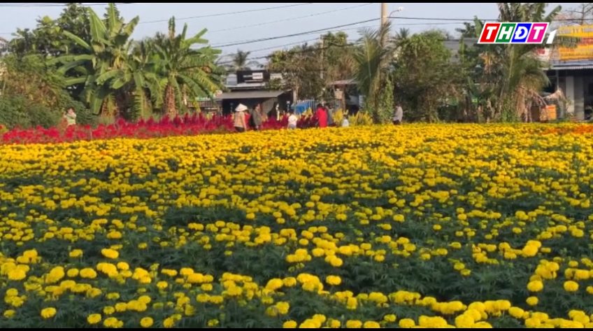 Làng nghề hoa kiểng ở Vĩnh Long hút hàng dịp Tết