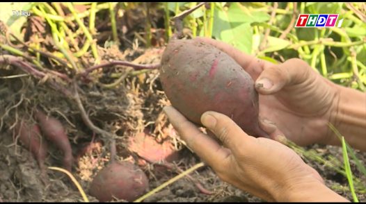 Giá khoai lang tăng trở lại