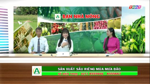 Bạn nhà nông - 05/10/2025: Sản xuất sầu riêng mùa mưa bão