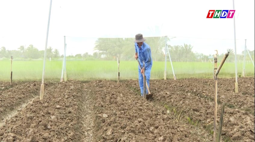 Kinh tế nông nghiệp nhìn từ những vườn rau nhỏ