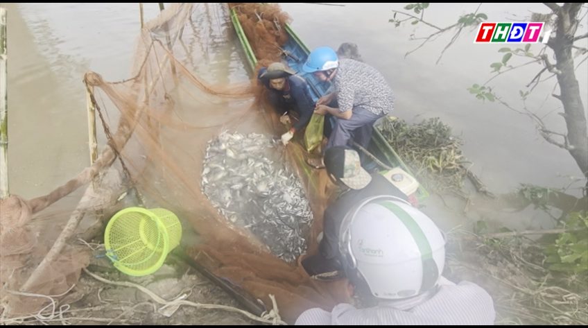 Thu hoạch rộ cá đồng trong mô hình 