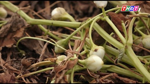 Nông dân biên giới liên kết trồng rau muống lấy hạt