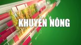 OCOP Đồng Tháp - 23/8/2025: Kẹo khóm OCOP nâng cao giá trị khóm Tân Phước