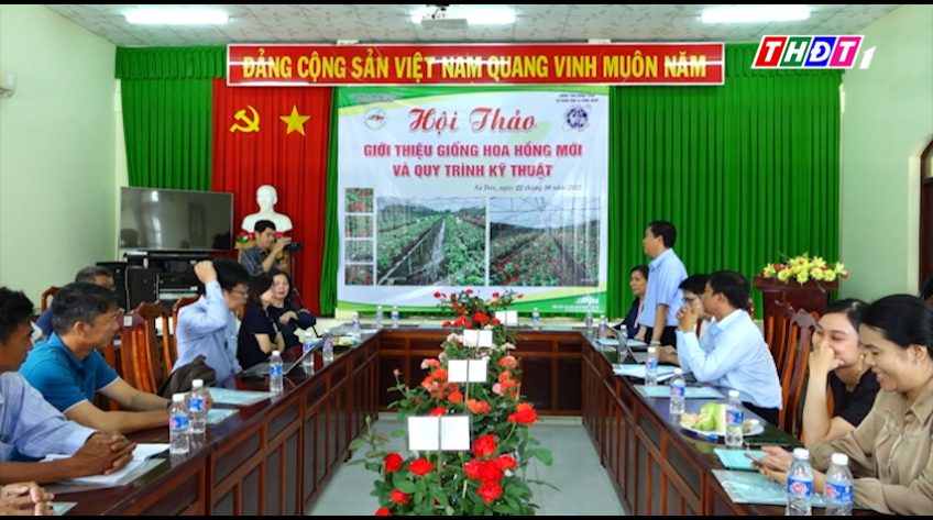 Giới thiệu giống hoa hồng mới tại phường Sa Đéc
