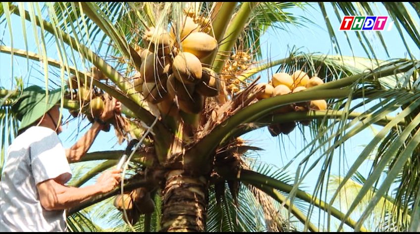 Nhân rộng mô hình trồng dừa theo tiêu chuẩn Vietgap
