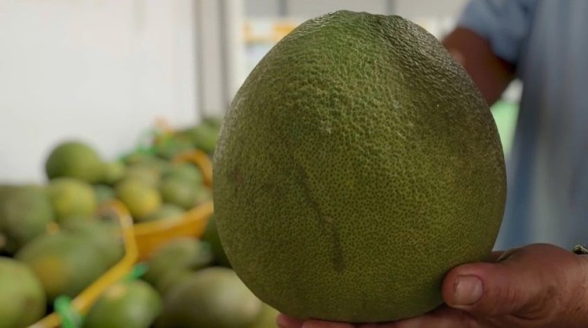 Trung Quốc mở cửa thị trường với chanh, bưởi Việt