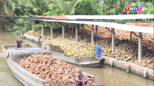 Giá dừa khô giảm sâu