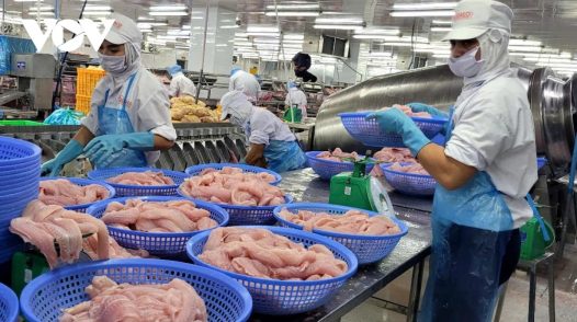 Giá cá tra ổn định ở mức cao, doanh nghiệp và ngư dân Đồng Tháp có lãi