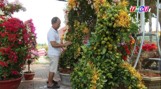 Tắc kiểng tạo hình linh vật ngựa hút khách dịp Tết