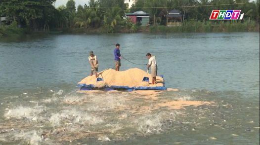 Cá tra thịt, cá giống ở Đồng Tháp khan hiếm