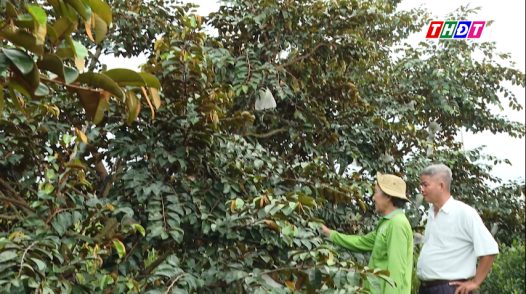 Vú sữa MICA đón Tết