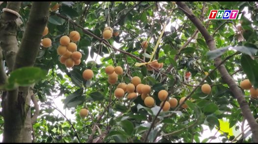 Nông dân Vĩnh Long nâng cao giá trị cây thanh trà