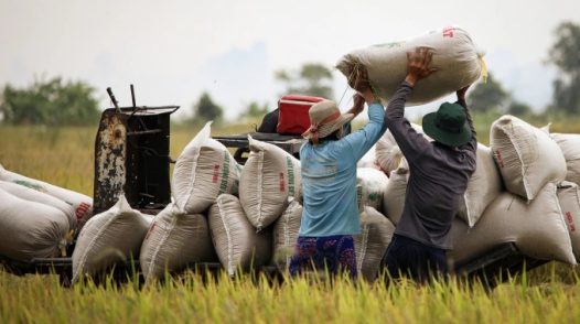 Giá gạo xuất khẩu tăng sau thời gian dài lao dốc