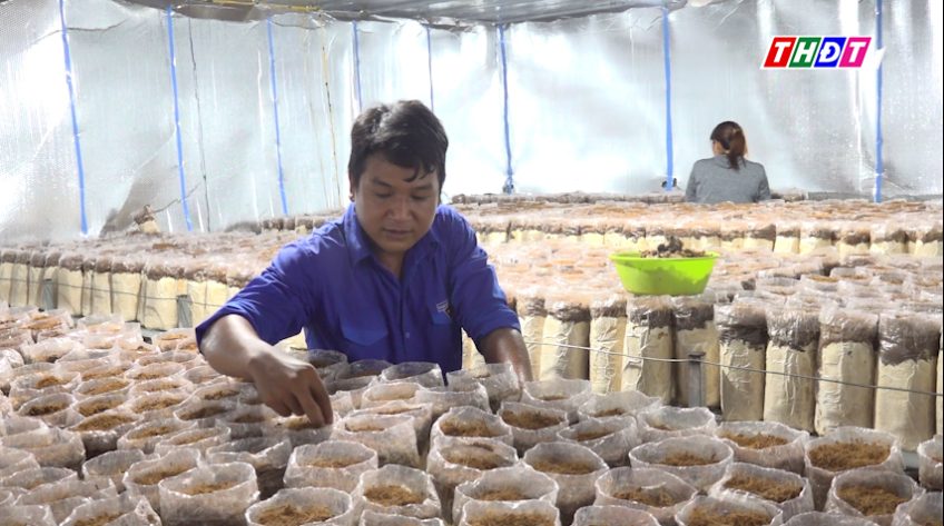 Nông dân xứ biển trồng thành công nấm mối đen