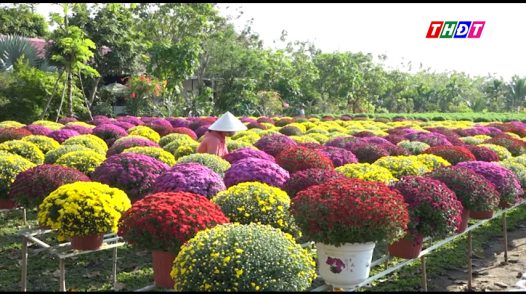 Sa Đéc rực rỡ với cúc mâm xôi nhiều màu