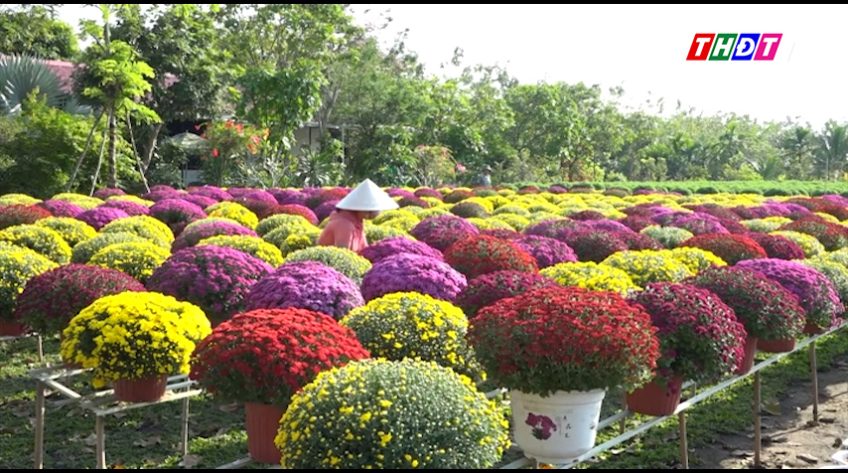 Sa Đéc rực rỡ với cúc mâm xôi nhiều màu