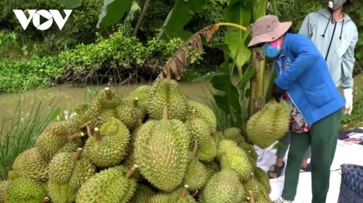 Loạt lô sầu riêng đang đối mặt nguy cơ chậm thông quan do ùn ứ kiểm nghiệm