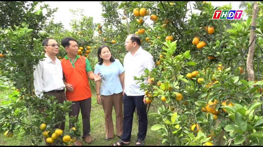 Đông Tháp thêm 1 vườn quýt hồng mở cửa đón Tết