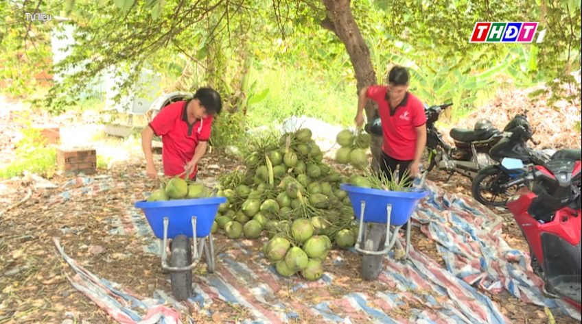 Giá dừa tươi Vĩnh Long giảm hơn 50%