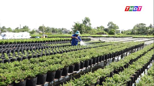 Nông dân Sa Đéc tất bật sản xuất hoa kiểng phục vụ lễ 30/4 và 1/5