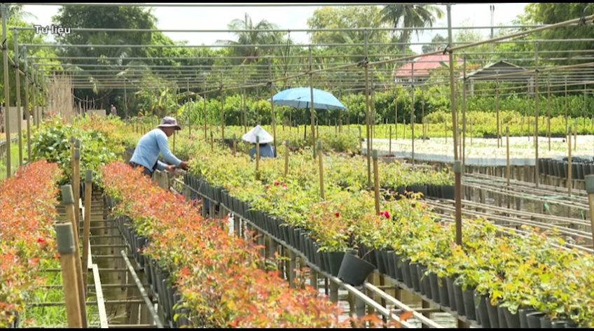 Đẩy mạnh quảng bá Fastival hoa - kiểng Sa Đéc lần thứ II