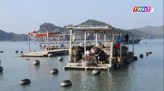 Nghề nuôi hàu ở Vân Đồn đem lại giá trị cao