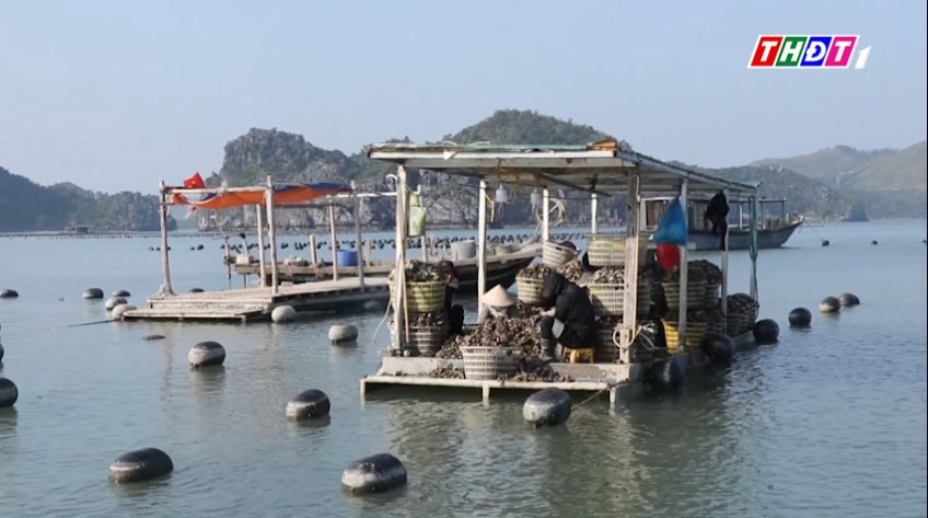 Nghề nuôi hàu ở Vân Đồn đem lại giá trị cao