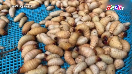 Nhu cầu tăng, nuôi đuông dừa mang lại thu nhập ổn định