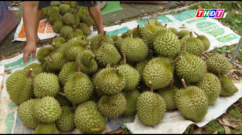 Sầu riêng Musang kinh rẻ chưa từng có
