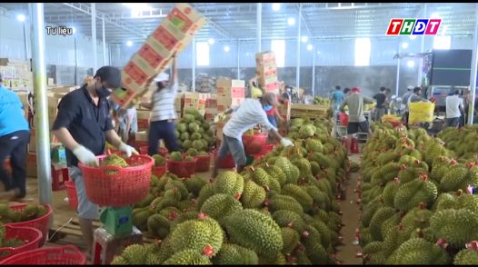 Thí điểm truy xuất nguồn gốc trái sầu riêng bằng tem do Bộ công an phát hành