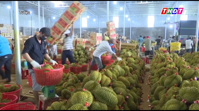 Thí điểm truy xuất nguồn gốc trái sầu riêng bằng tem do Bộ công an phát hành