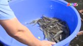 Người dân đánh chết con chó nghi dại cắn 6 người