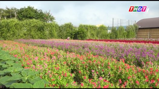 Trình diễn giới thiệu gần 100 giống hoa ôn đới