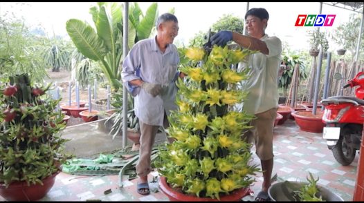 Thanh long chậu tô điểm sắc xuân