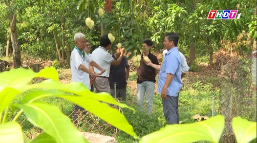 Cuộc gặp dưới tán xoài