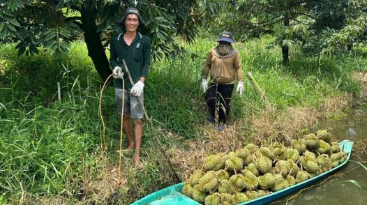 Đồng Tháp kiến nghị lấy mẫu xét nghiệm sầu riêng, mít