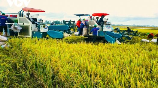Đồng Tháp: Đẩy mạnh triển khai đề án 1 triệu ha lúa chất lượng cao, phát thải thấp