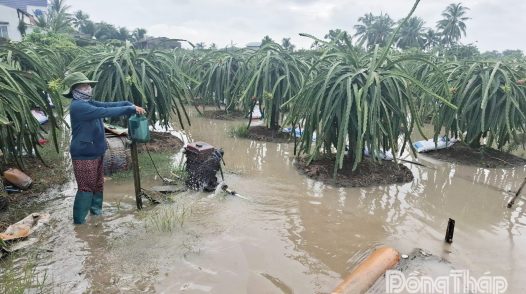 Đồng Tháp: Mưa lớn trên diện rộng, nỗ lực bảo vệ vườn cây ăn trái