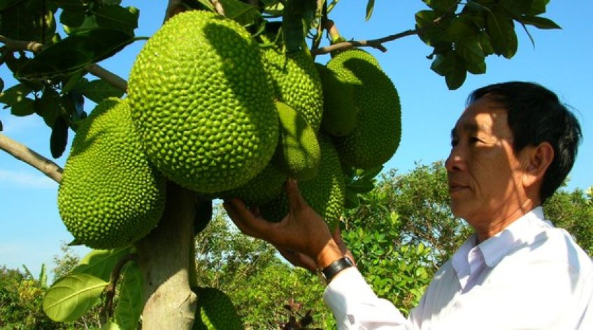 Mít thái rớt giá “không phanh”