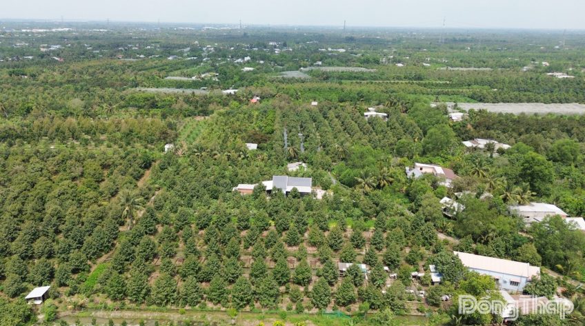 Đồng Tháp: Phấn đấu đến cuối năm 2027, 100% diện tích cây trồng chủ lực xuất khẩu được cấp mã số vùng trồng