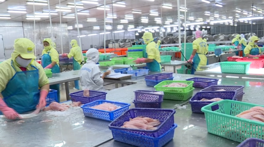 Doanh nghiệp thủy sản Đồng Tháp thiếu lao động