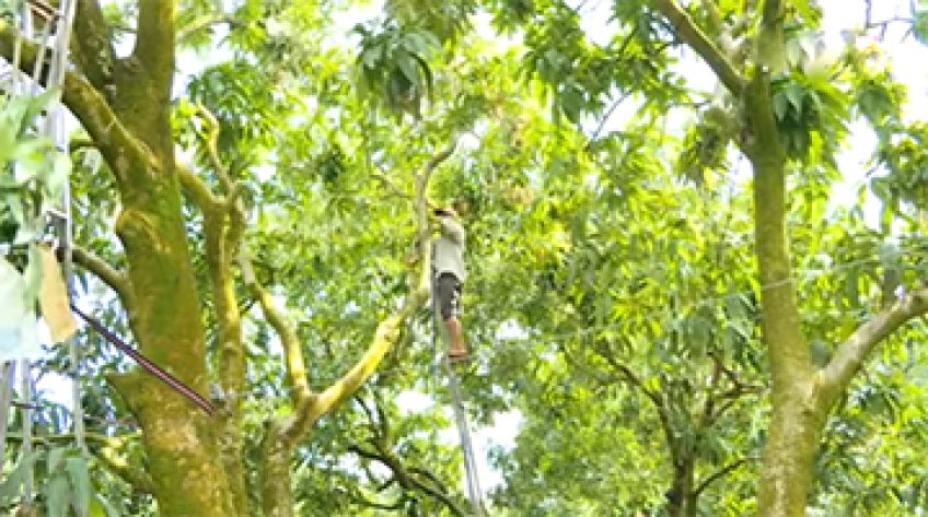 Vùng xoài rải vụ chờ liên kết