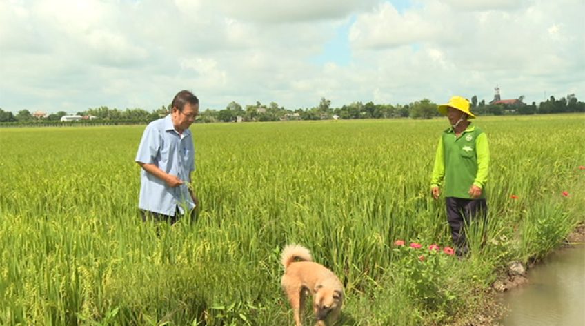Kéo giảm giá thành sản xuất lúa kiểu Đồng Tháp