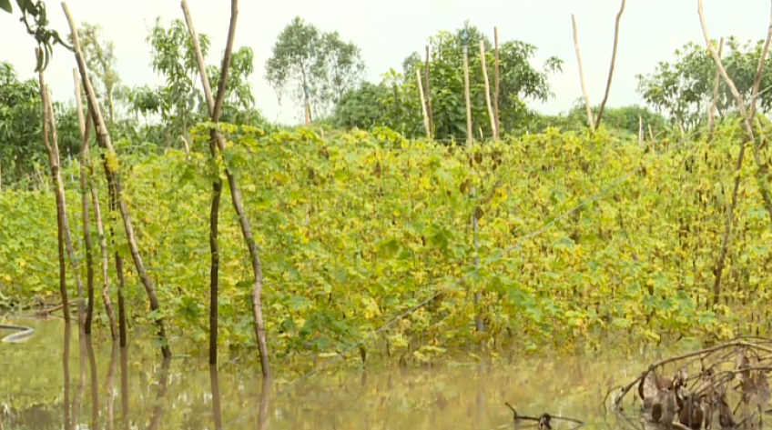 Triều cường và mưa gây thiệt hại một số diện tích sản xuất nông nghiệp