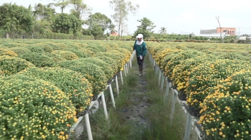Hoa Sa Đéc sẵn sàng cho Tết Tân Sửu